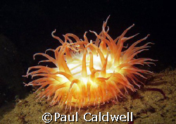 Painted Anemone, Puget Sound by Paul Caldwell 